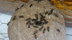 Polybia plebeja