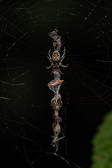 Cyclosa