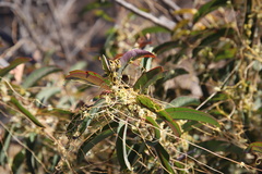 Malosma laurina