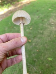 Agaricaceae