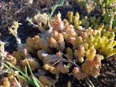 Sedum acre