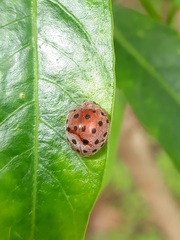 Henosepilachna vigintioctopunctata