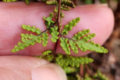 Cheilanthes sieberi sieberi