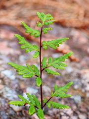 Cheilanthes sieberi sieberi