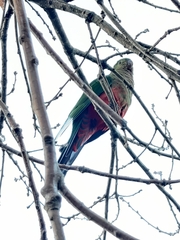 Alisterus scapularis