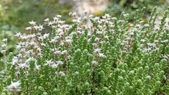 Sedum acre