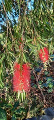 Melaleuca viminalis viminalis