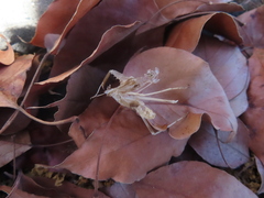Insecta