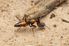 Opisthopsis picta