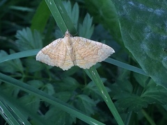Camptogramma bilineata