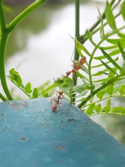 Oecophylla smaragdina