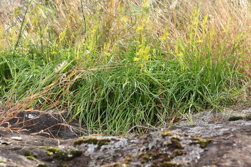 Bulbine vagans