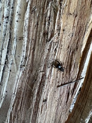 Salticidae