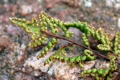 Cheilanthes sieberi sieberi