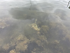 Potamogeton perfoliatus