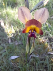 Diuris orientis