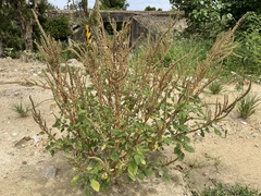 Amaranthus spinosus