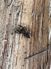 Salticidae
