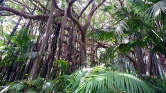 Ficus macrophylla columnaris