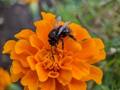 Bombus