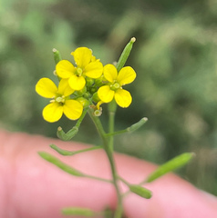 Erysimum cheiranthoides