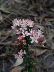 Leionema hillebrandii