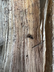 Salticidae