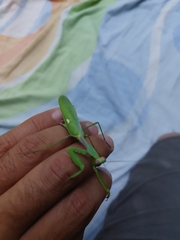 Sphodromantis viridis