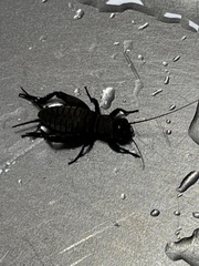 Gryllus campestris