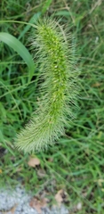 Setaria faberi