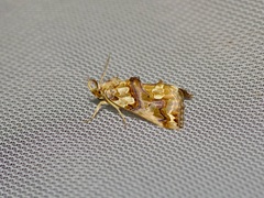 Plusiodonta compressipalpis