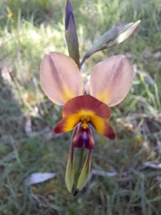 Diuris orientis