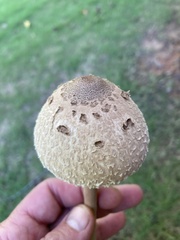 Agaricaceae