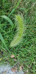 Setaria faberi