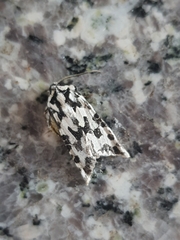 Phlogophora distorta