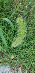 Setaria faberi