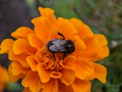 Bombus
