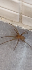 Loxosceles rufescens