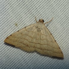 Taeniogramma octolineata