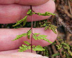 Cheilanthes sieberi sieberi