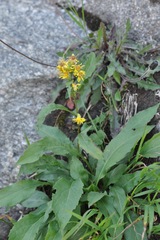 Solidago virgaurea