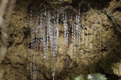 Arachnocampa luminosa