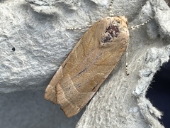 Noctua fimbriata