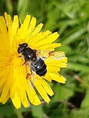 Eristalis rupium