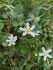 Parnassia fimbriata