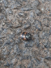 Onthophagus