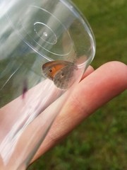 Coenonympha
