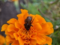 Bombus