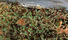 Petrosedum forsterianum