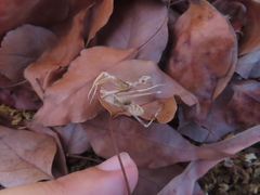 Insecta
